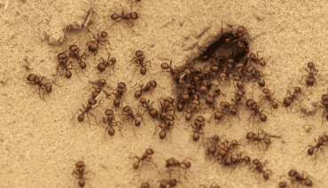ants scattering into their hole demonstrating a quote about portfolio management